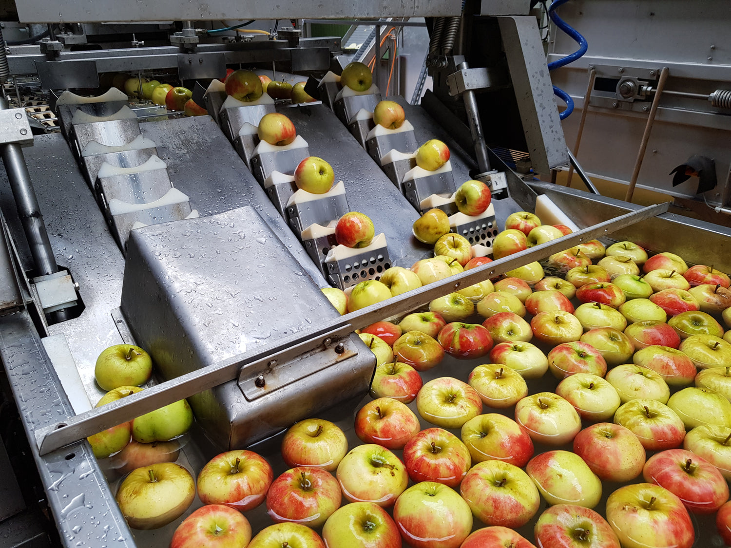 Elstar Äpfel werden für Chips Produktion 
gewaschen