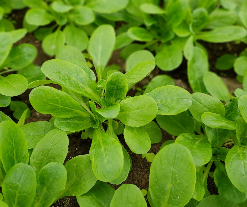 Feldsalat vorgeputzt