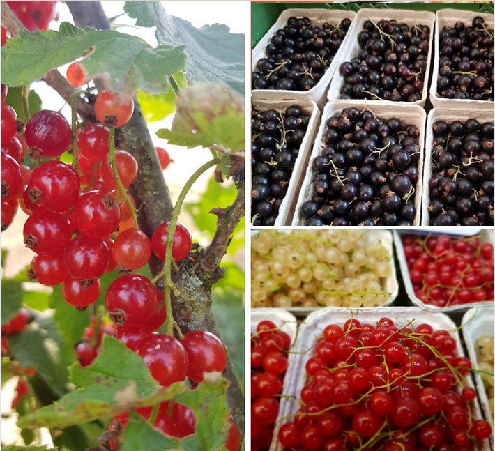 rote und schwarze Bio Johannisbeeren