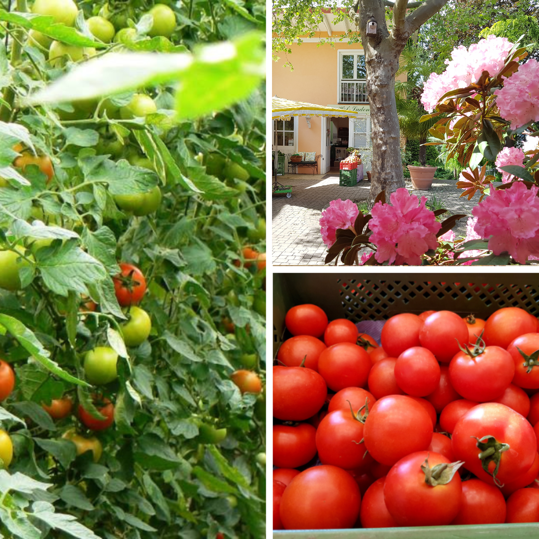 Tomatenanbau und Hofladen Kredenbach